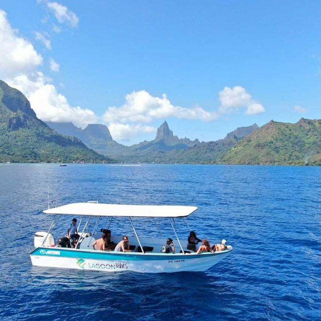 Moorea whale watching experience