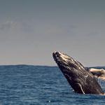 Go Whale Watching