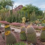 Desert Botanical Garden