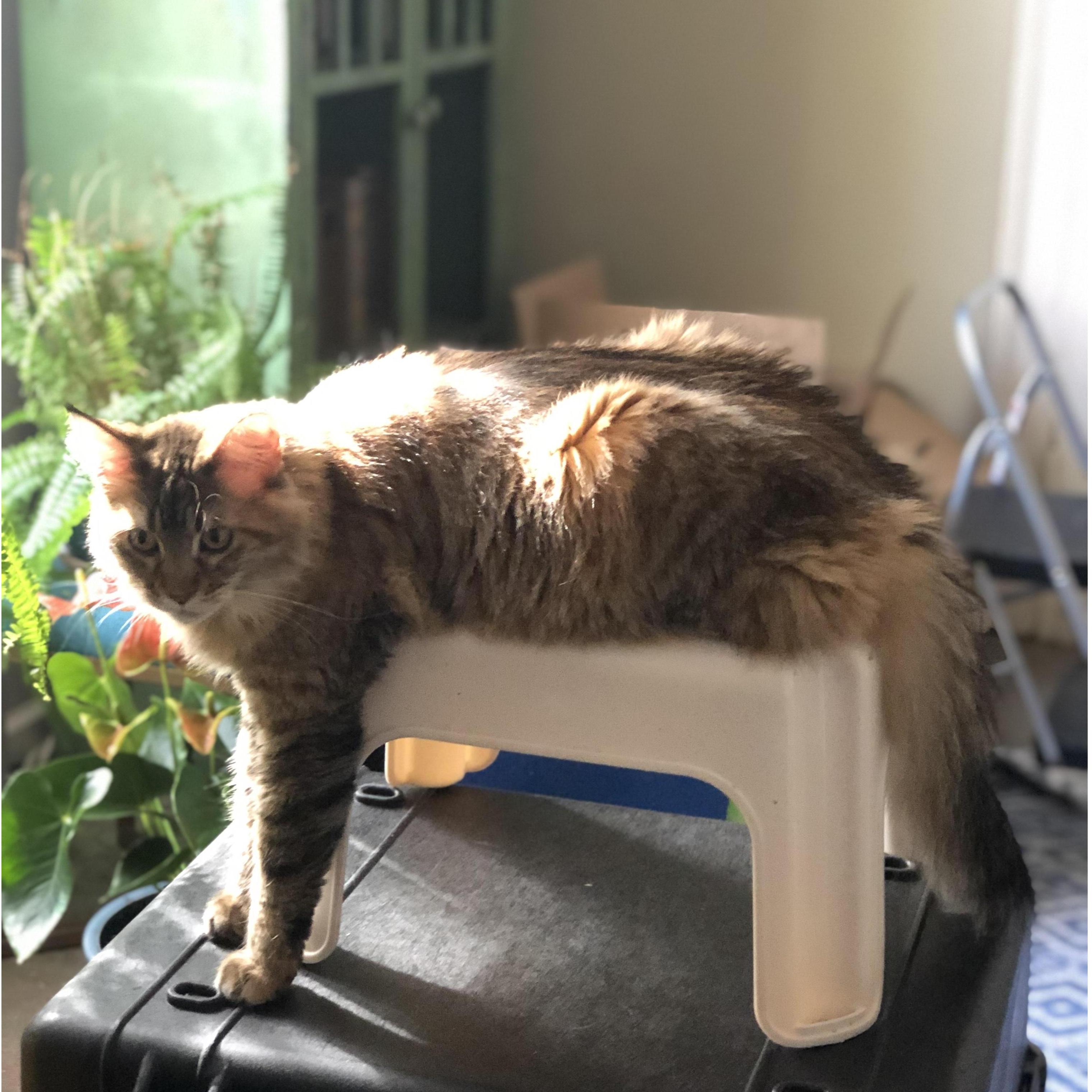 Bagel - beautiful, mean, and very long.