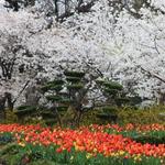 The Dallas Arboretum and Botanical Garden
