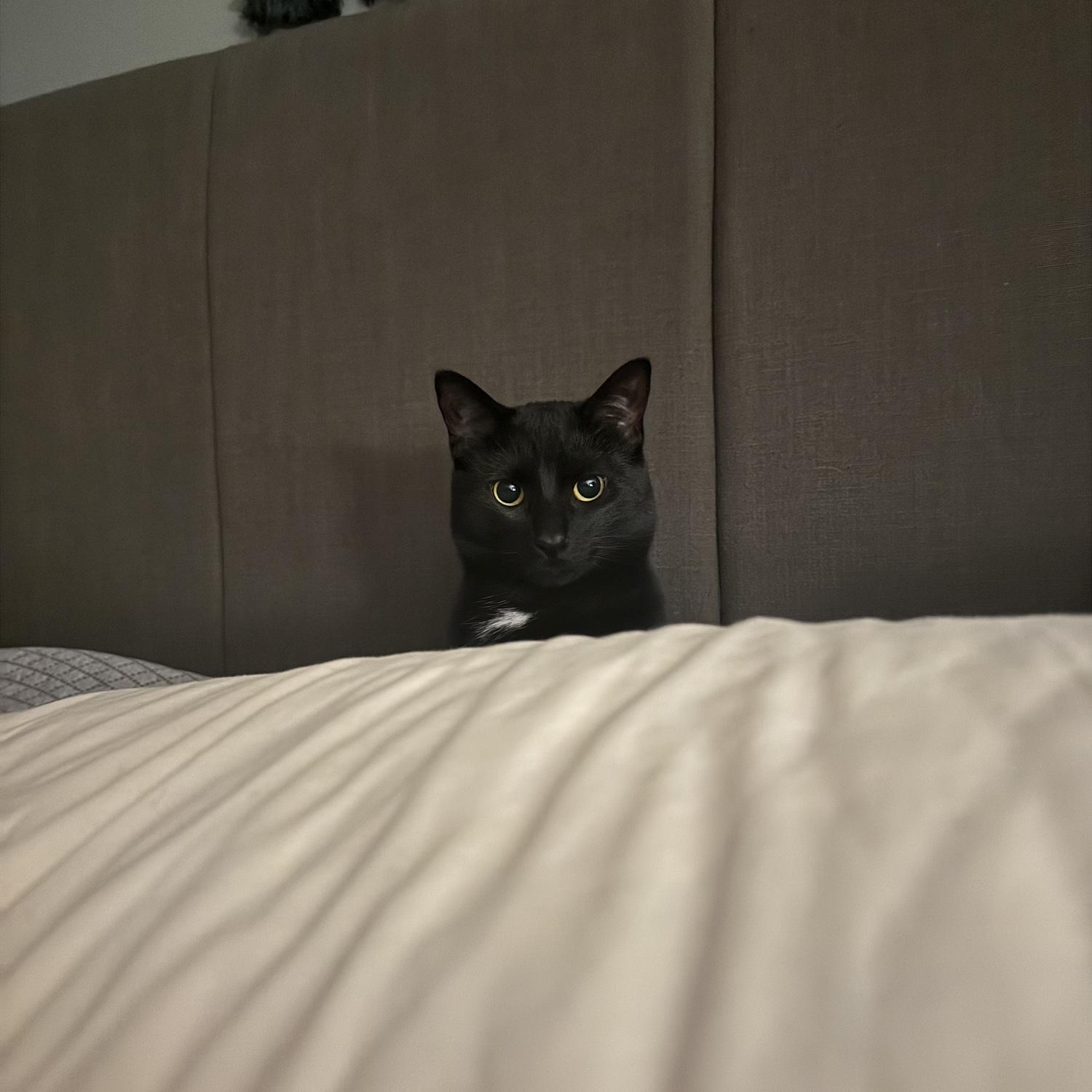 Hiding behind the pillows, Ebi was definitely doing something naughty before this