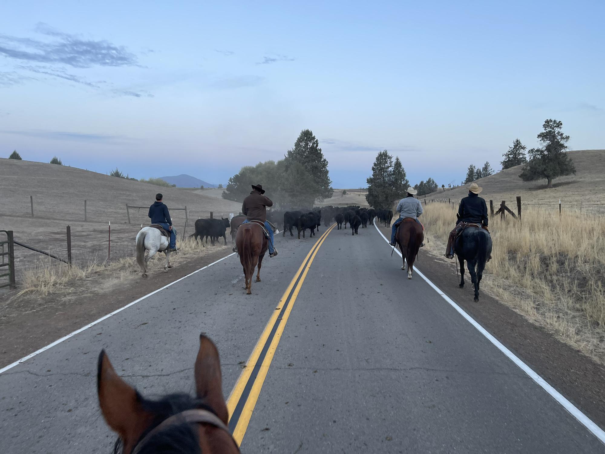 Shipping cows home 2021