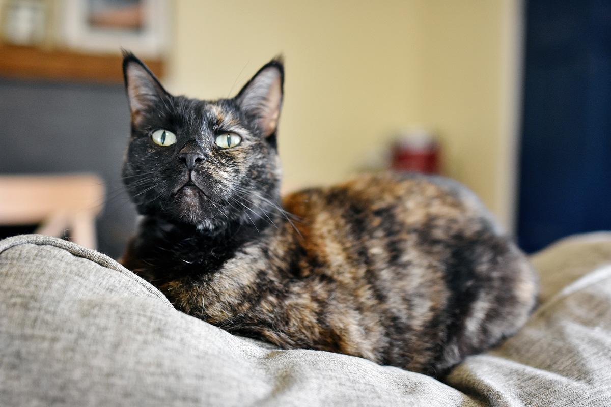 The Wedding Website of Julia Georges and Joshua Morin