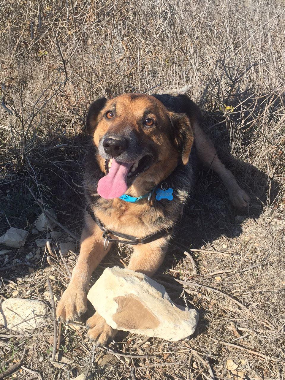 Happiest dog adventuring in Davenport with Mom and Dad!