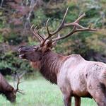 Cataloochee