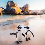 Boulders Penguin Colony