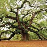 Angel Oak Tree