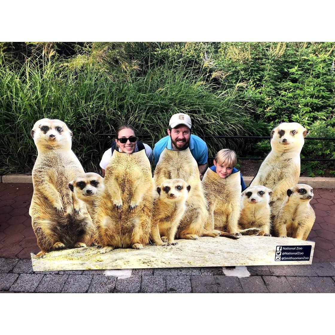 Just a family of lemurs hanging out at the zoo.