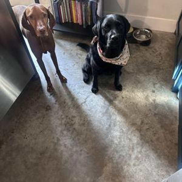 Dog Training Fund for Birdie and Roland