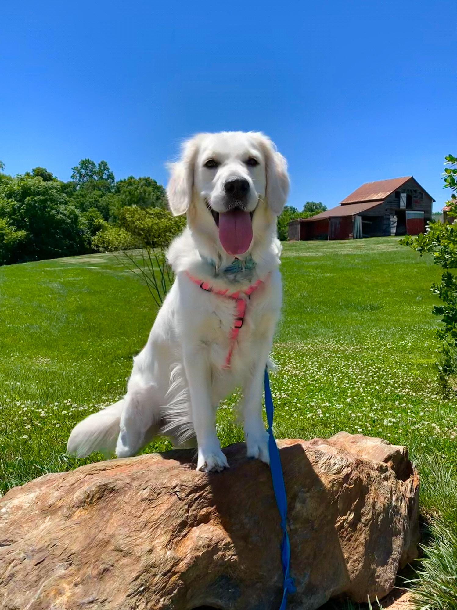 Our Puppy, Aspen