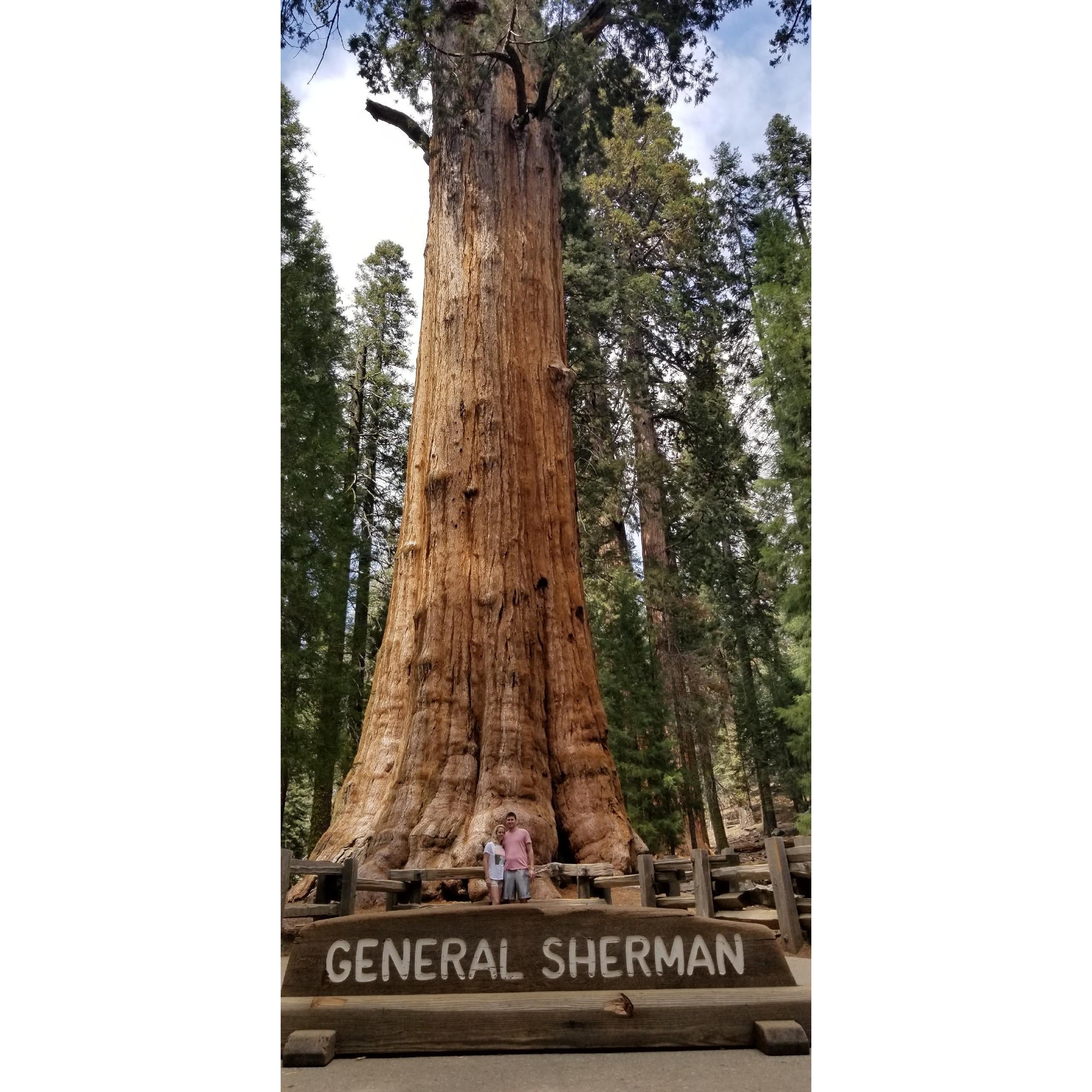 Sequoia National Park.
