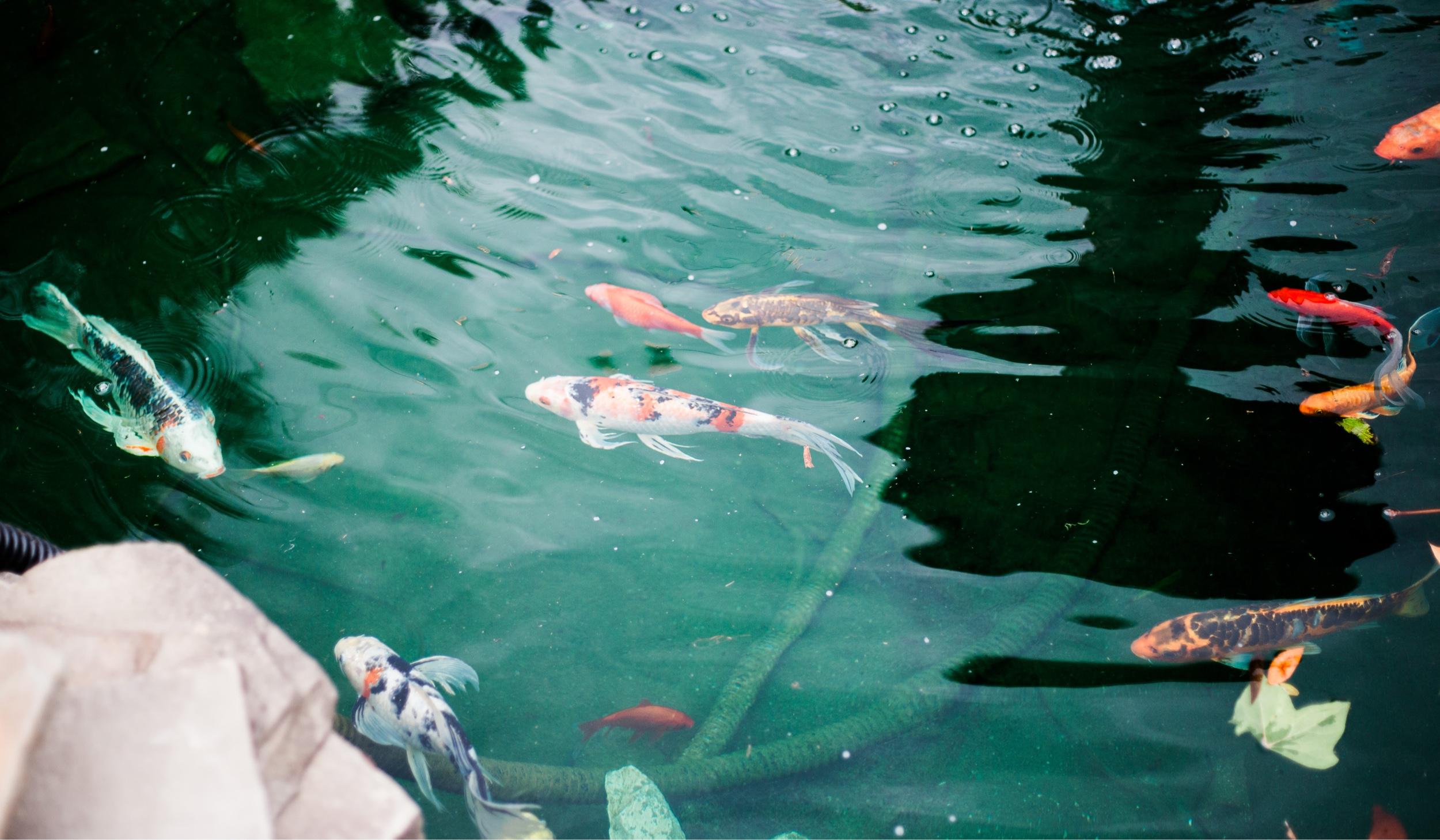 The Wedding Website of Dannielle Nadine Hobbs and Ian Quaid Wiest