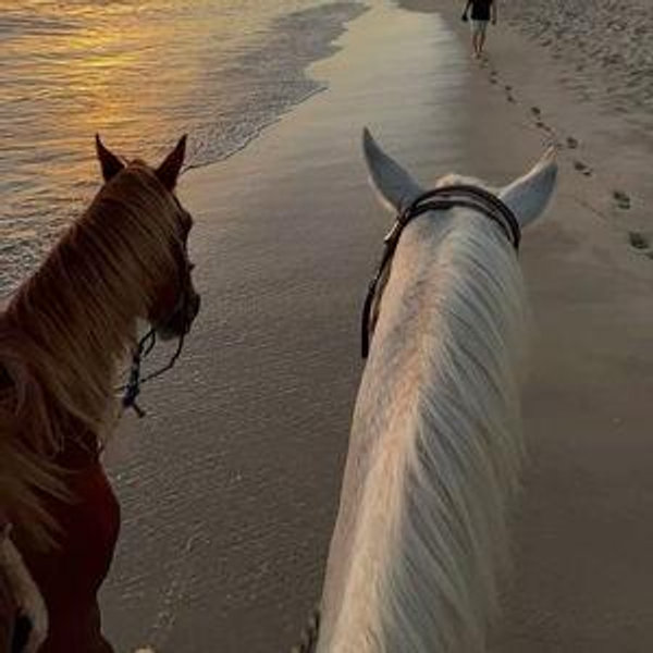 Horseback Riding On Our Honeymoon