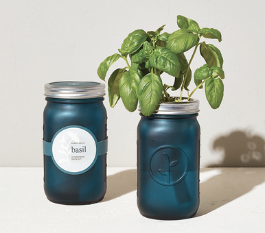 Garden Mason Jar - Basil