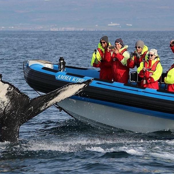 WHALE WATCHING AND PUFFIN SAFARI FROM HÚSAVÍK