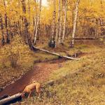 Leaf Peeping