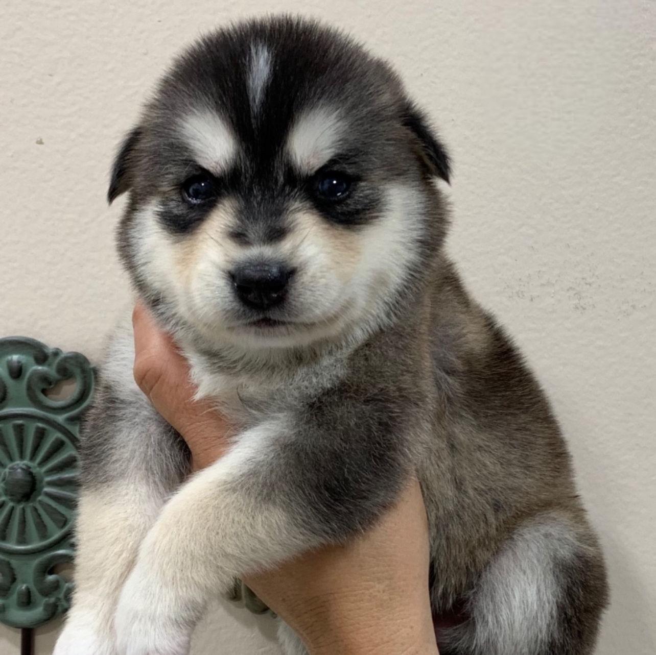 The first photo we saw of Allie days before picking her up