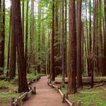 Armstrong Redwoods State Park