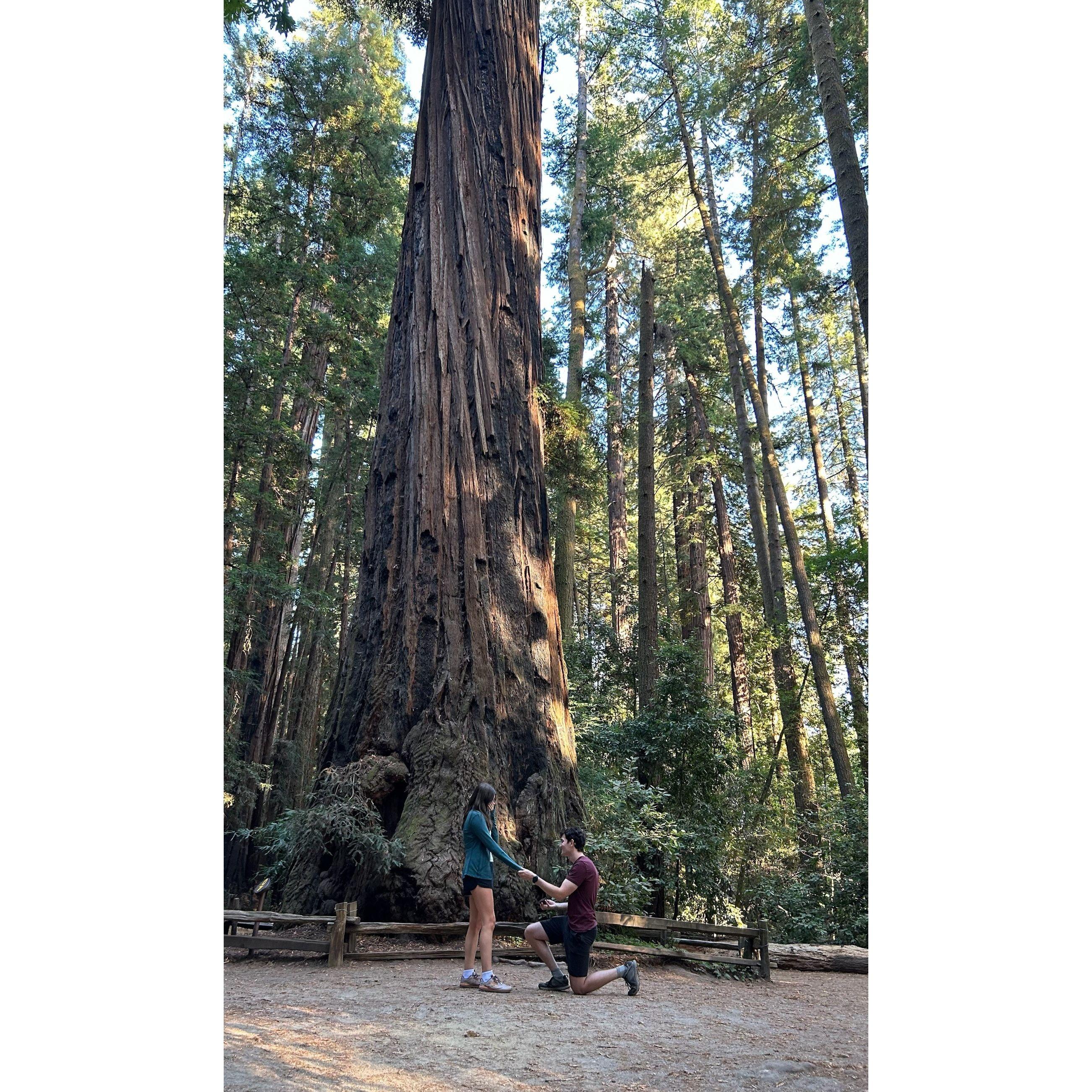 2024 - Jacob proposed in the redwoods forest in Santa Cruz!