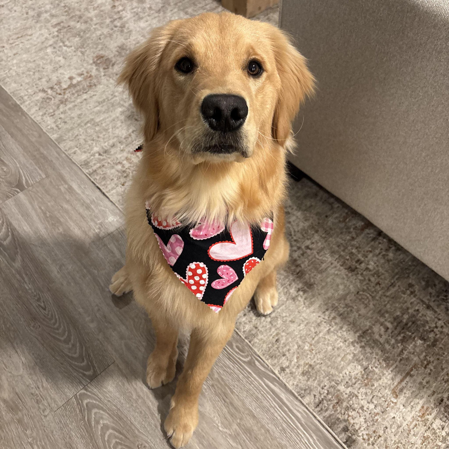 Our first fur baby, Benji