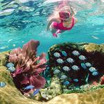 Sundiver Snorkel