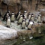 Saint Louis Zoo