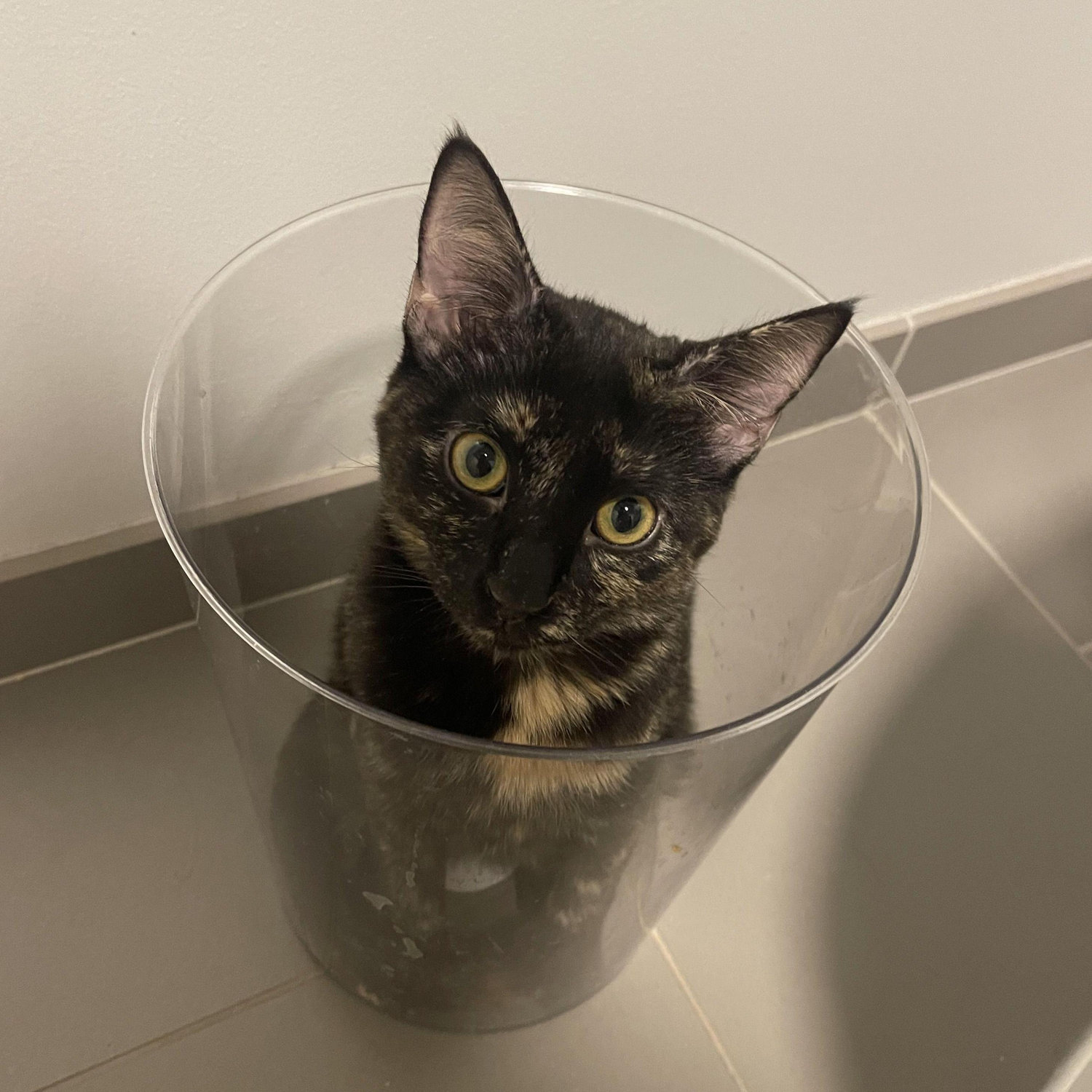 chives in bucket
