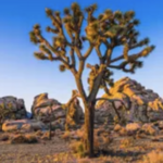 Joshua Tree National Park
