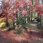 Ruby M. Mize Azalea Garden