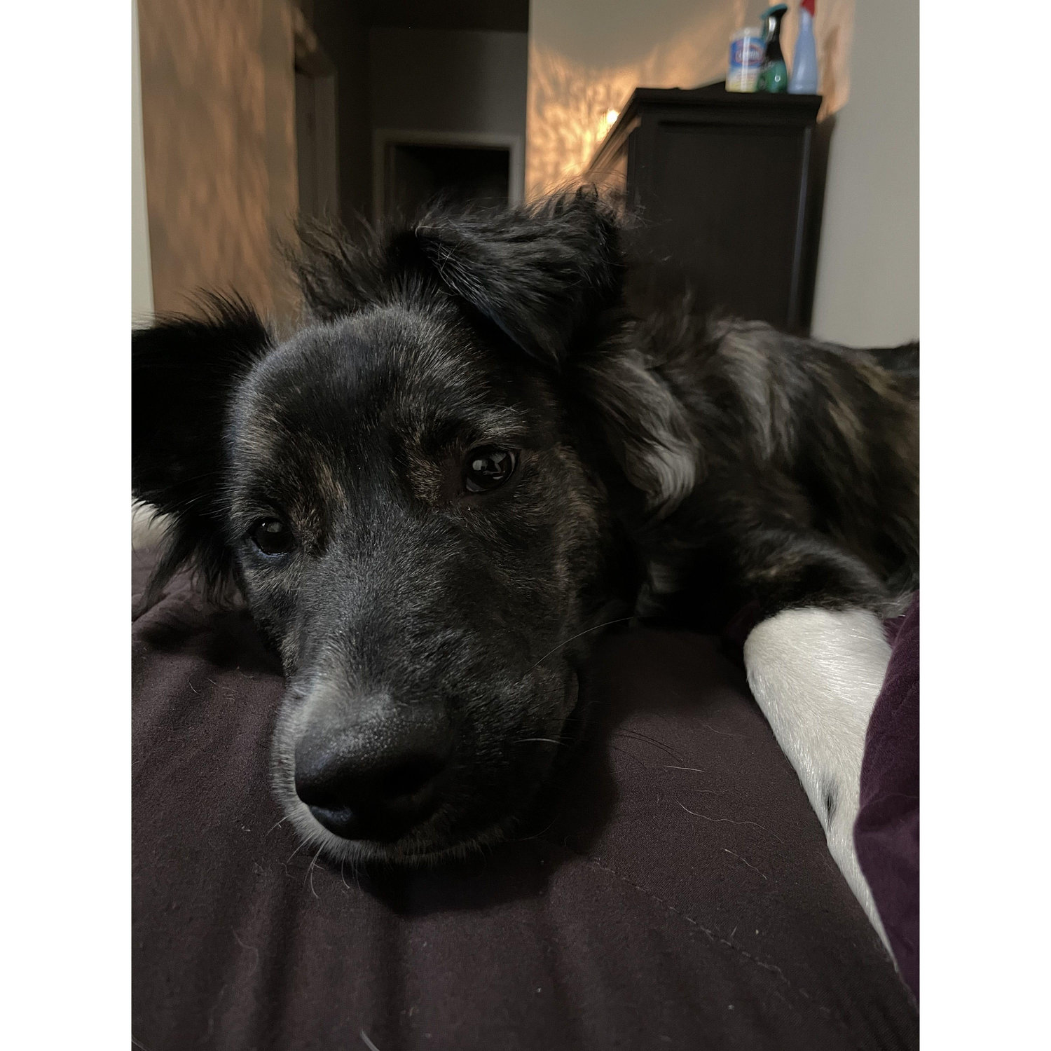 Our fur-baby sky.