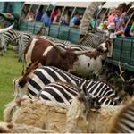 Global Wildlife Center