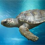 Loggerhead Marinelife Center