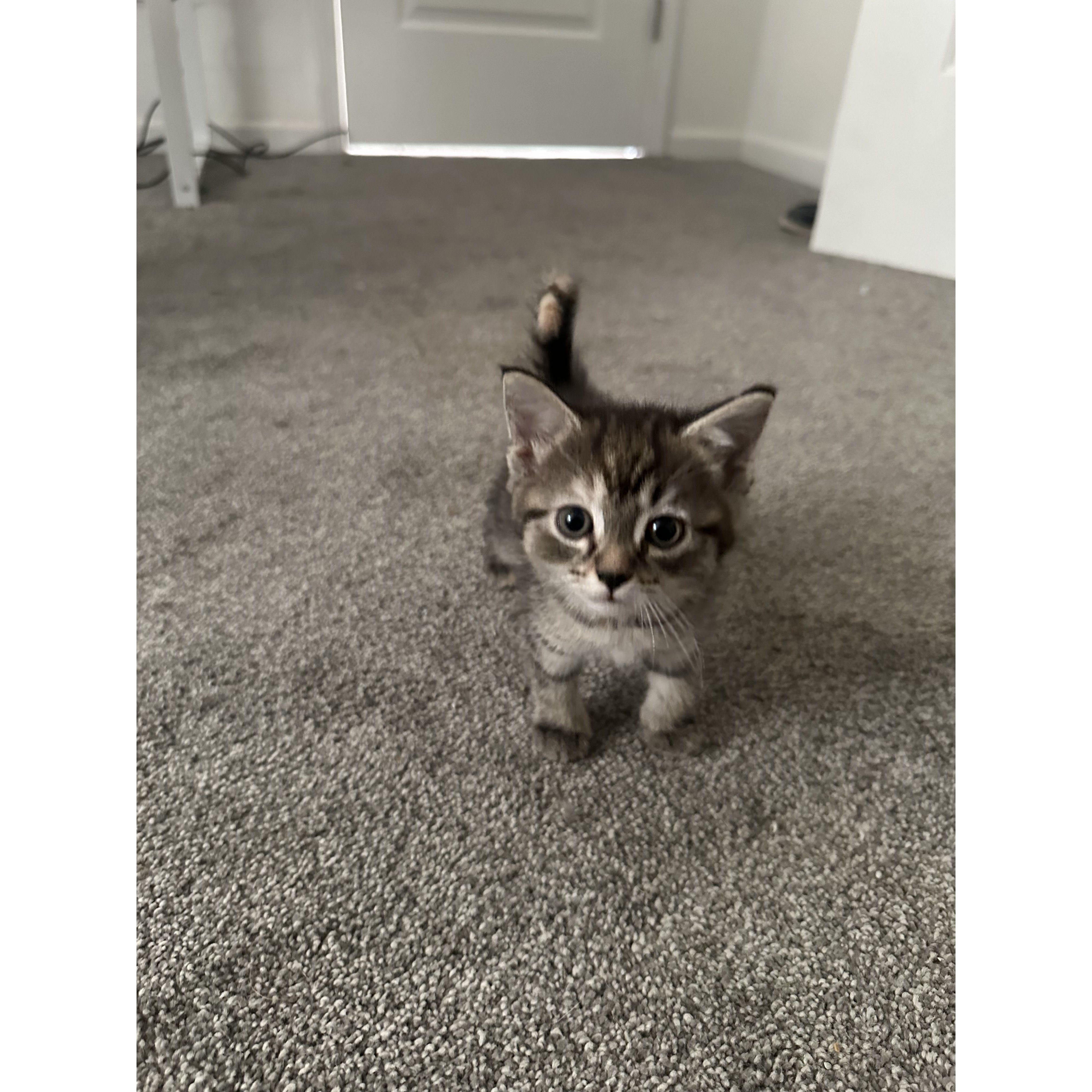Fur baby #3