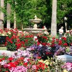 State Capitol Park World Peace Rose Garden