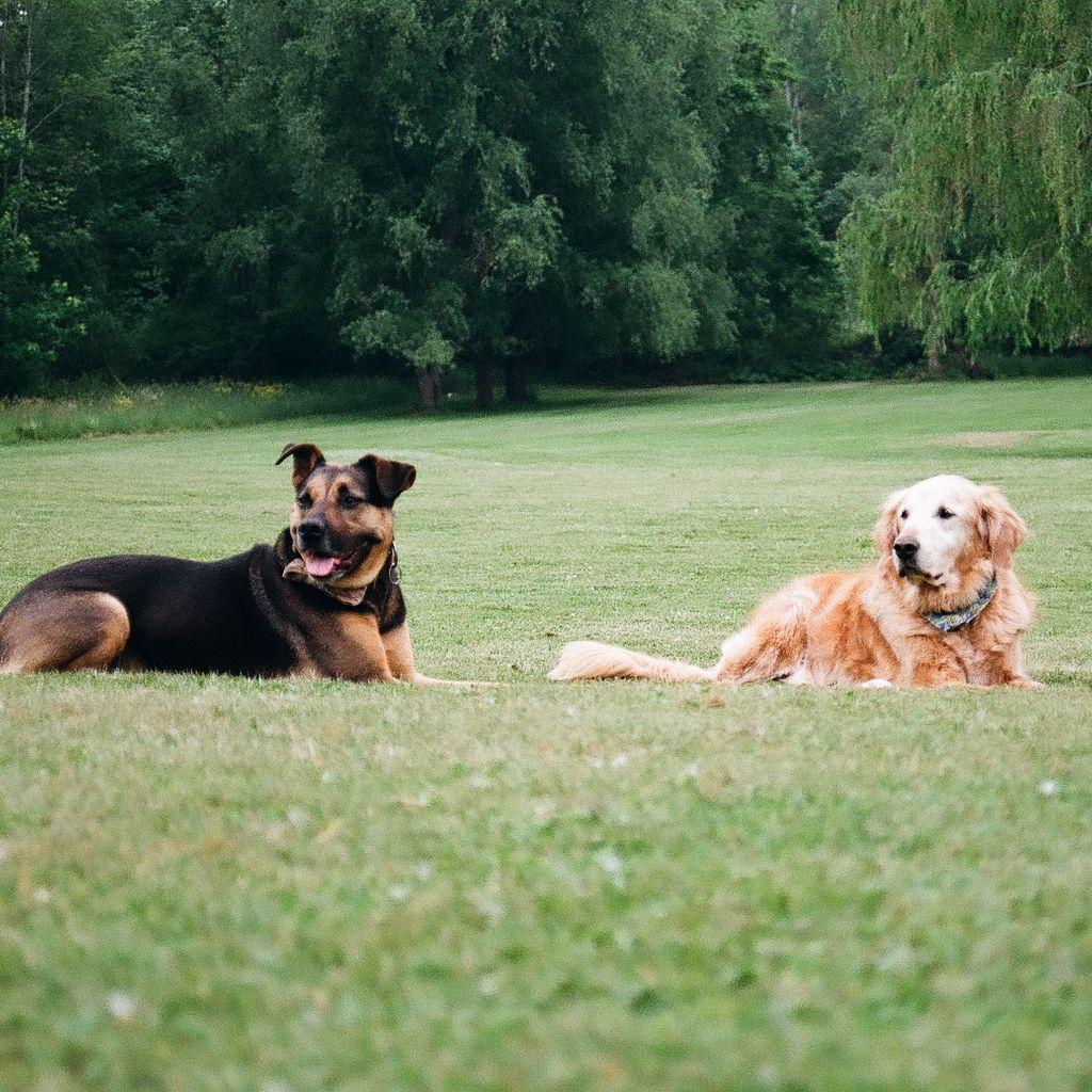 August 22, 2023: Spending lots of time with our favorite pups!