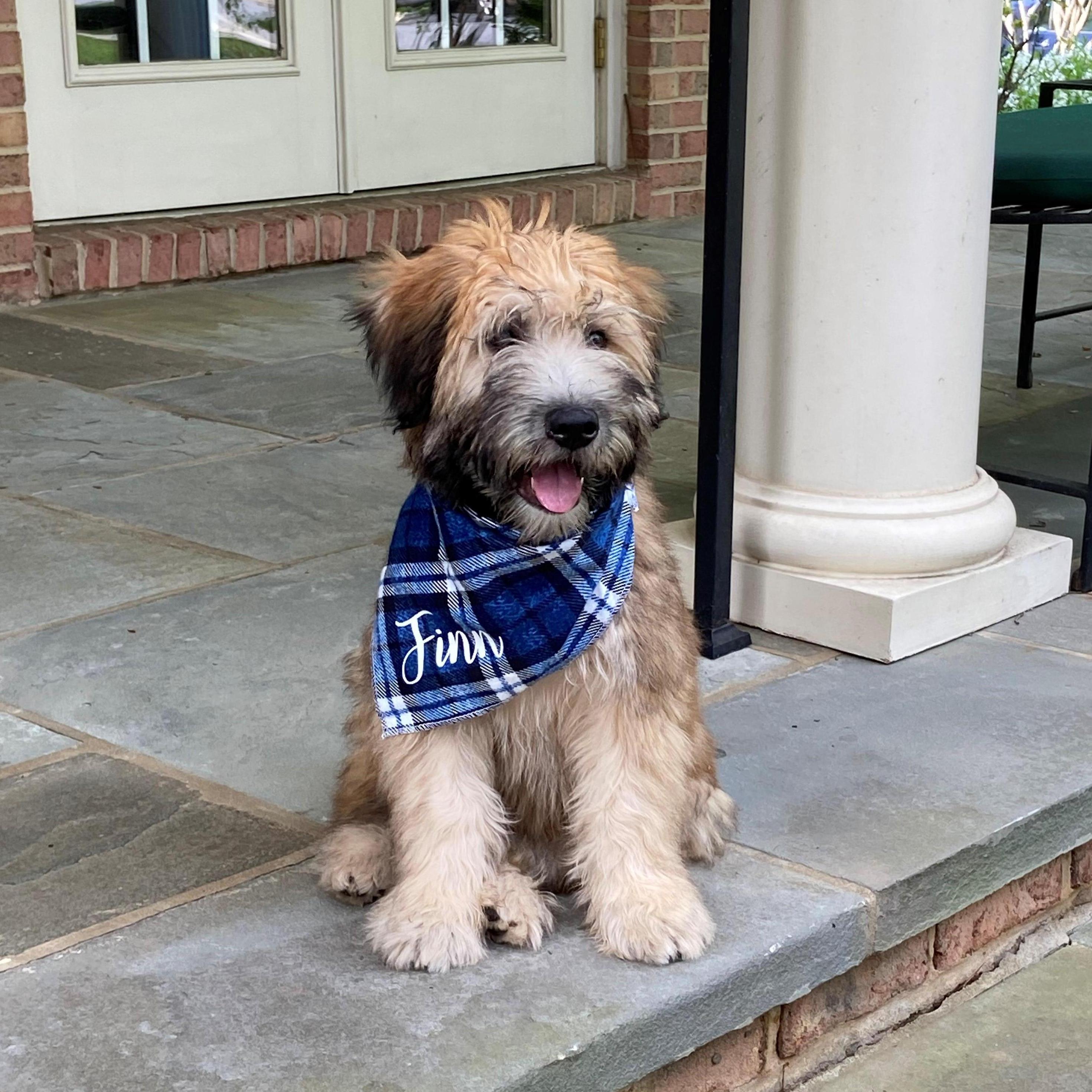 HAVE YOU MET FINN?? If not, I've got about 7,000 more photos to show you... (2020)