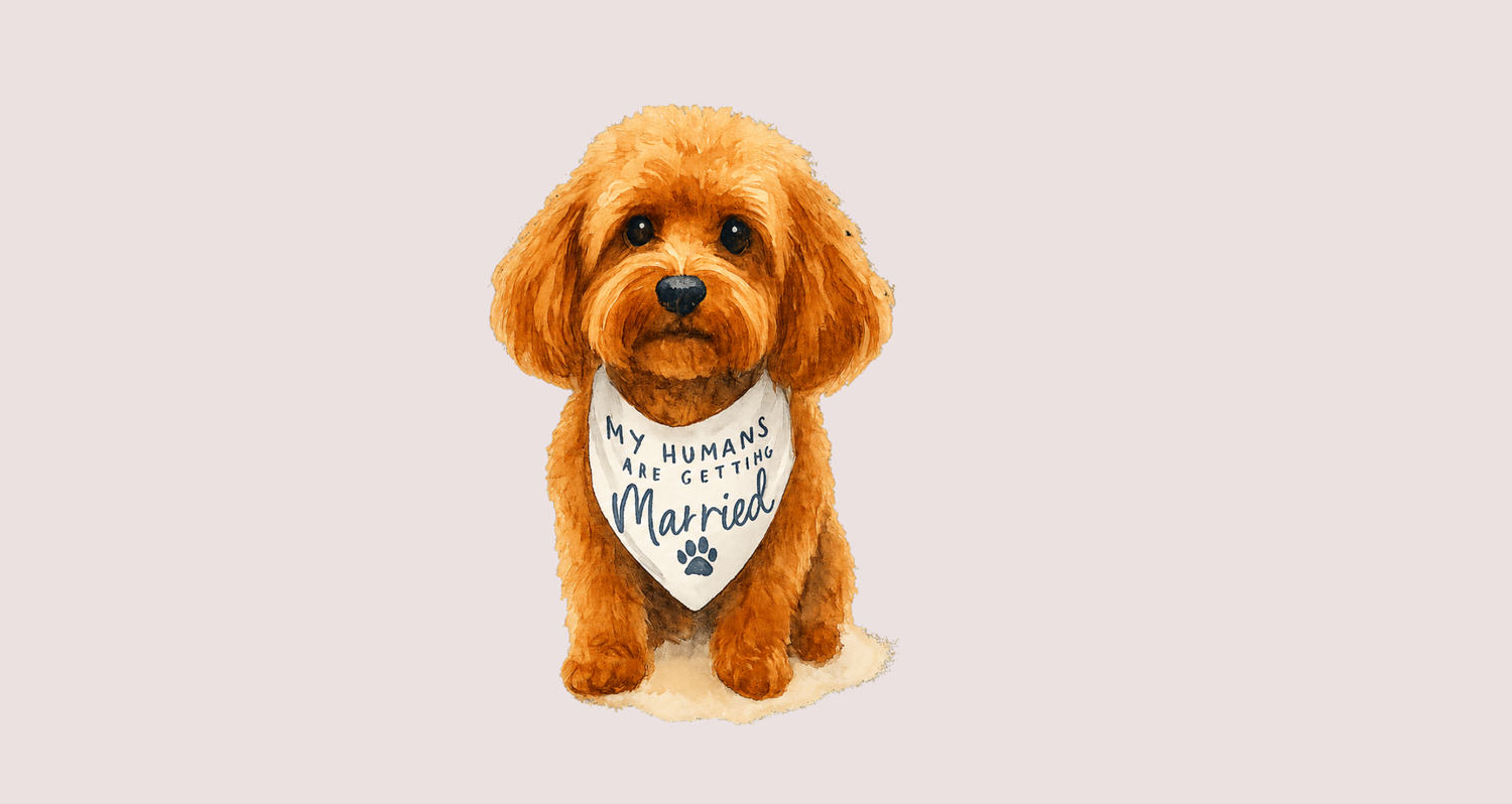 The Wedding Website of Catlin Cermak and Jacob Stuart