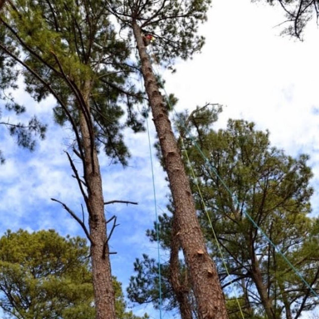 Pine Tree Removal
