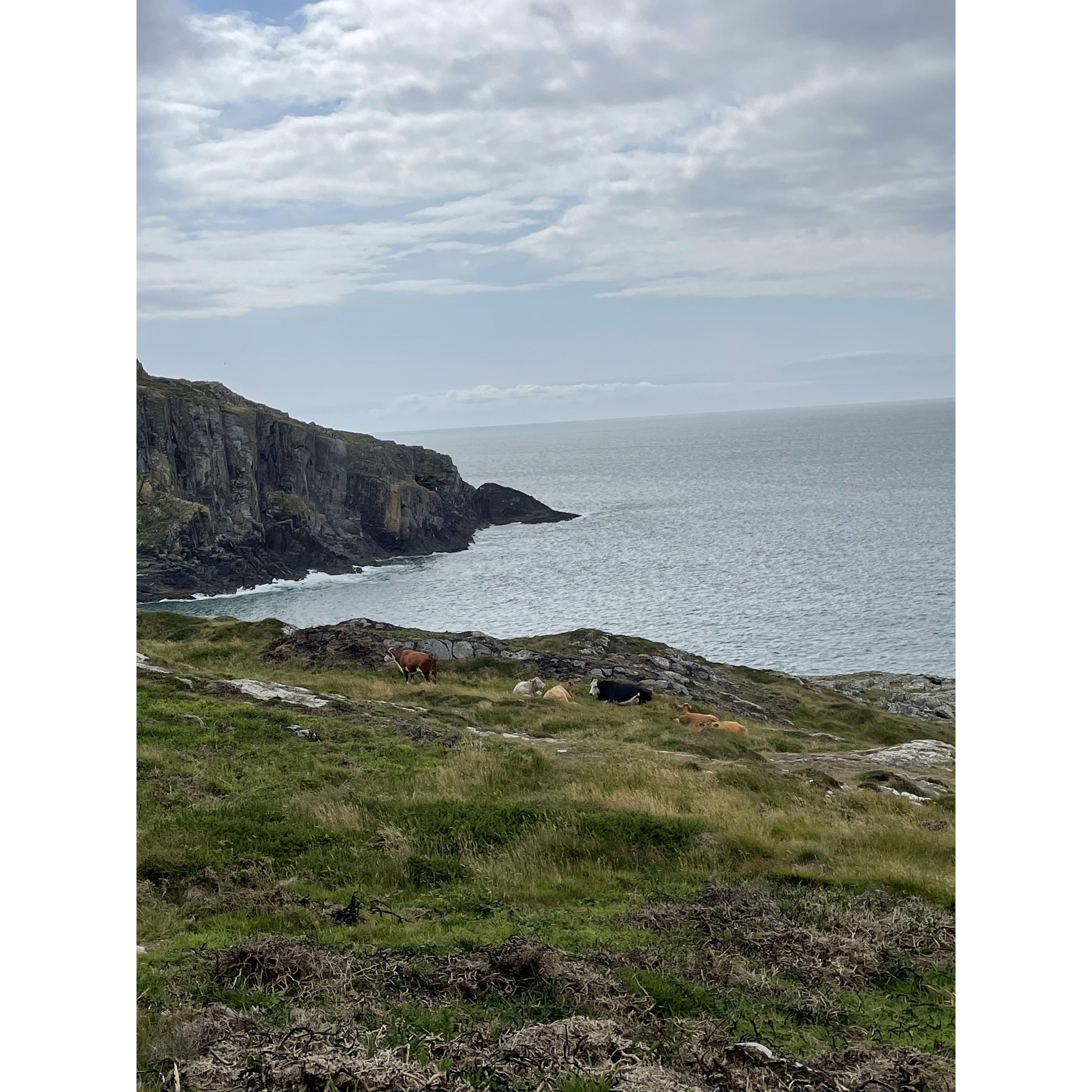 Beautiful cliffs, friendly cows