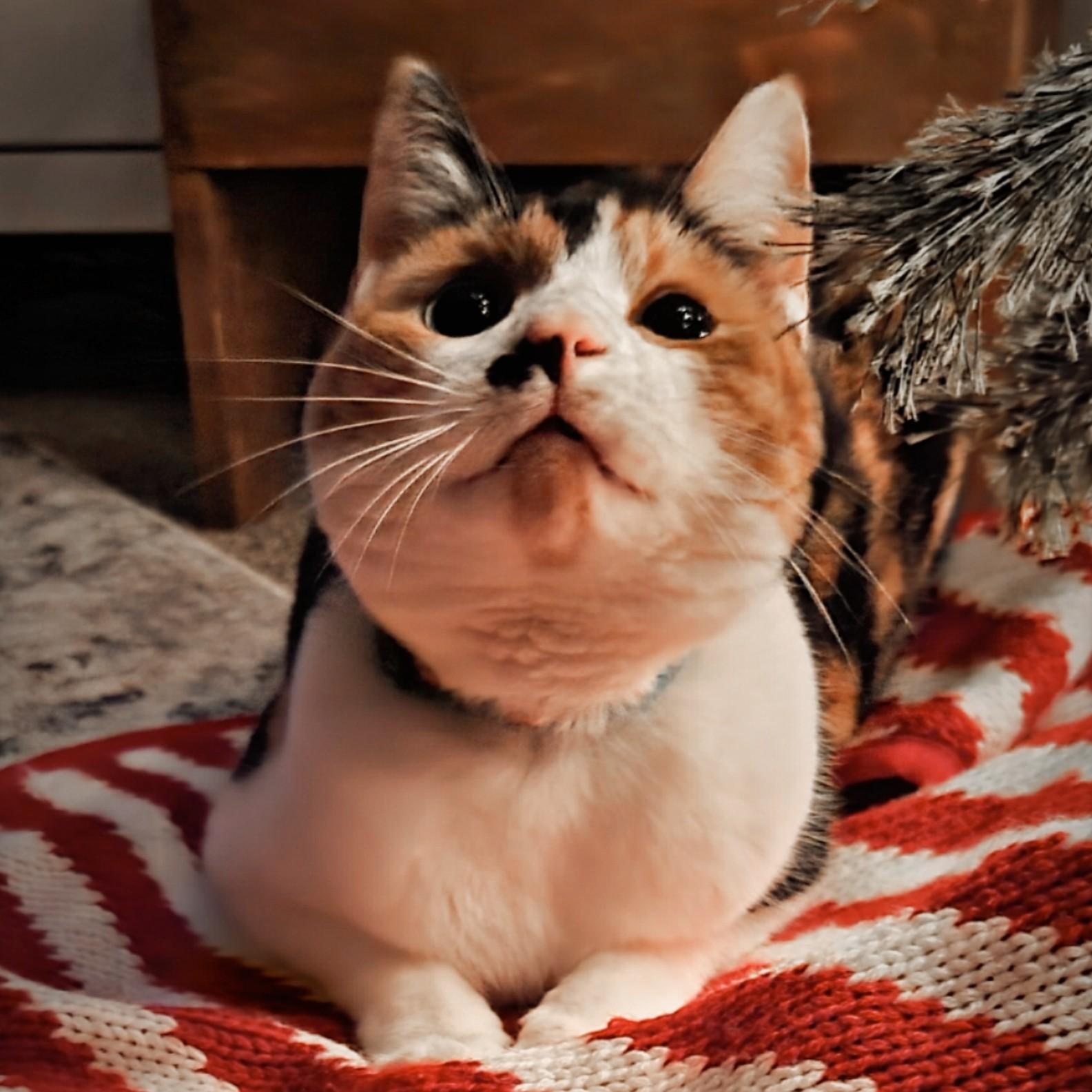 Our sweet little old lady, Luna.