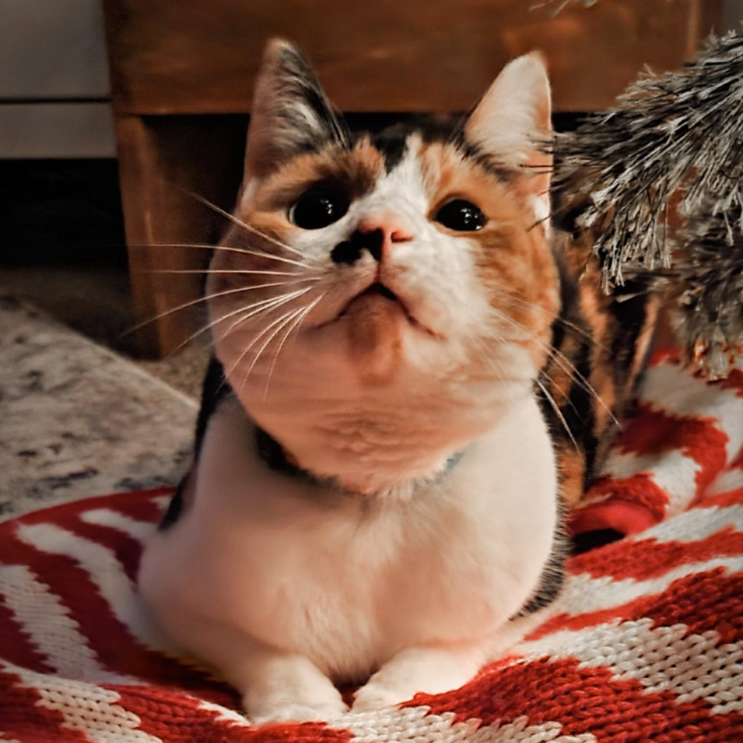 Our sweet little old lady, Luna.