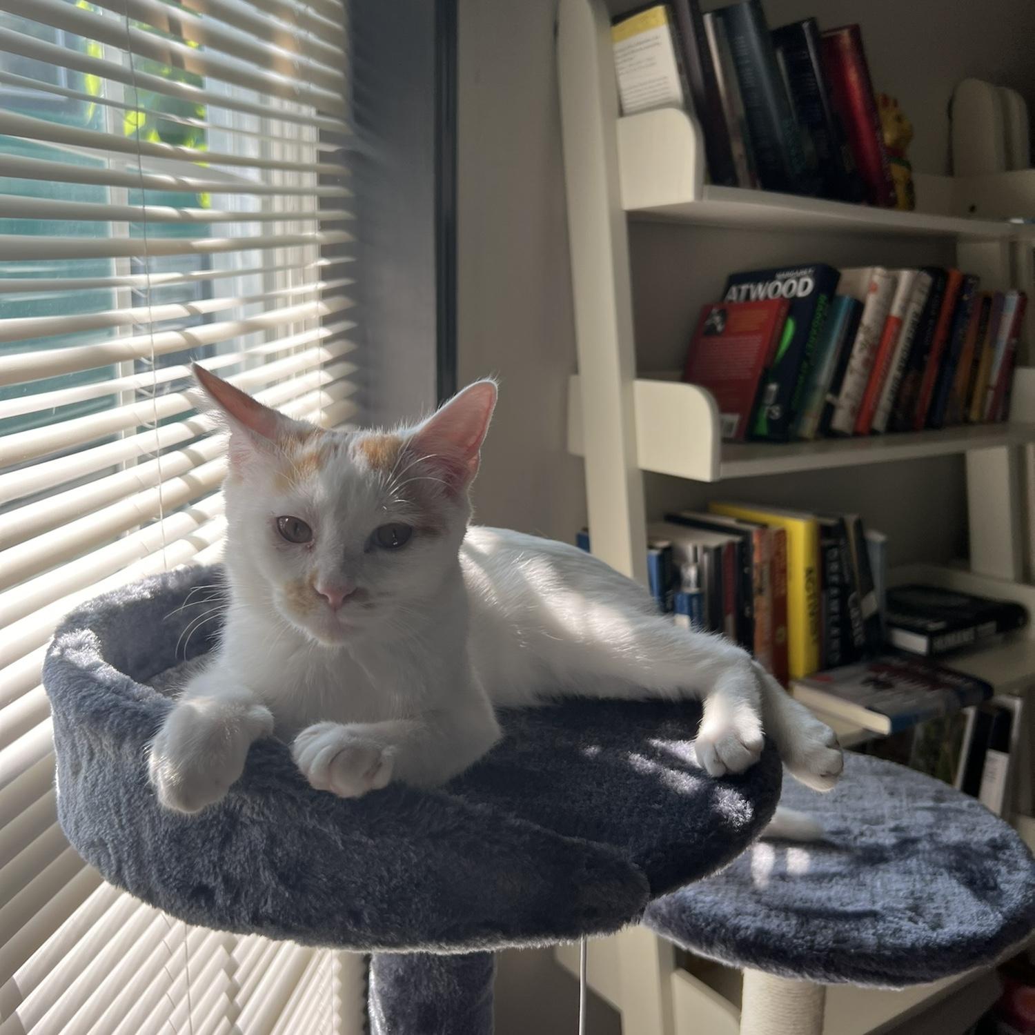 We adopted the love of our life, our sweet Sam!