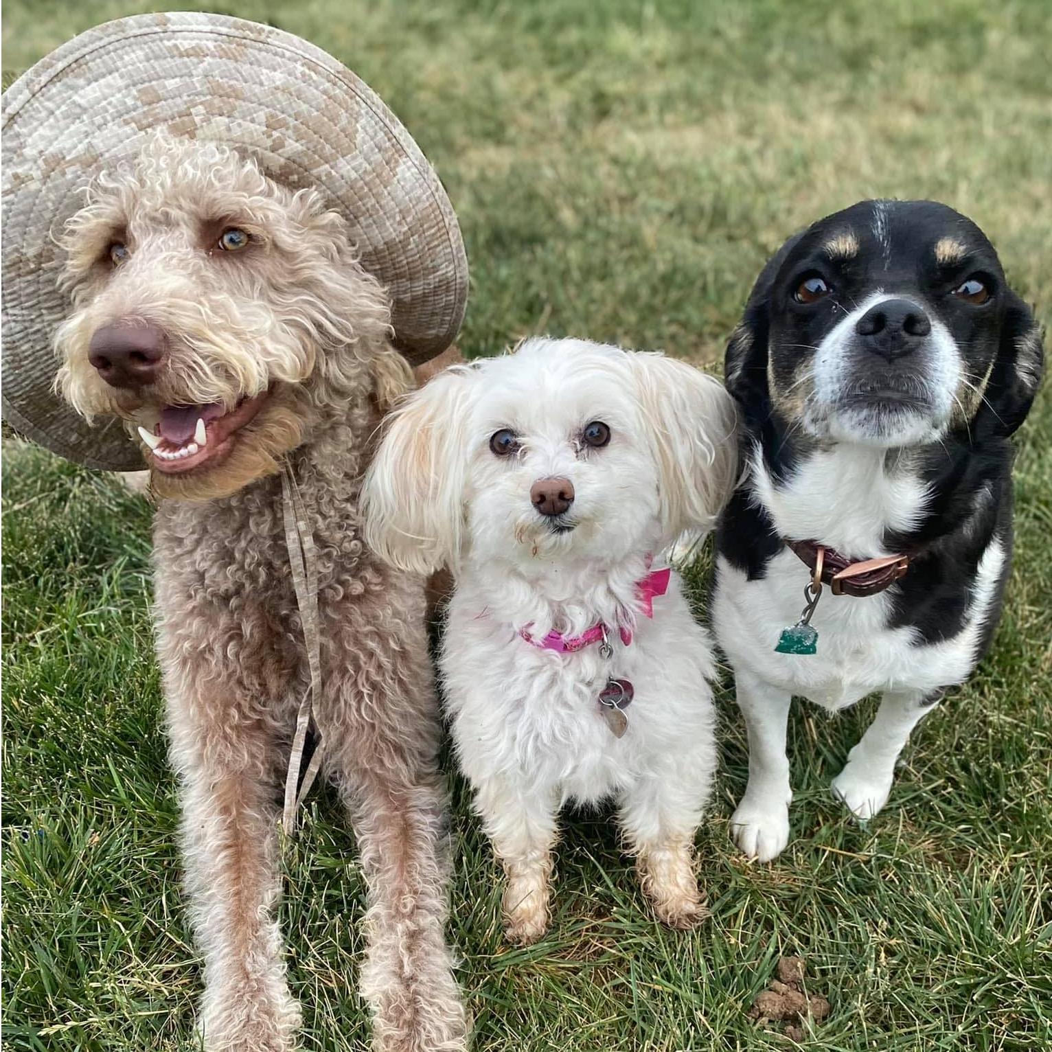 Our dogs, Gunner, Missy, and Zoey.