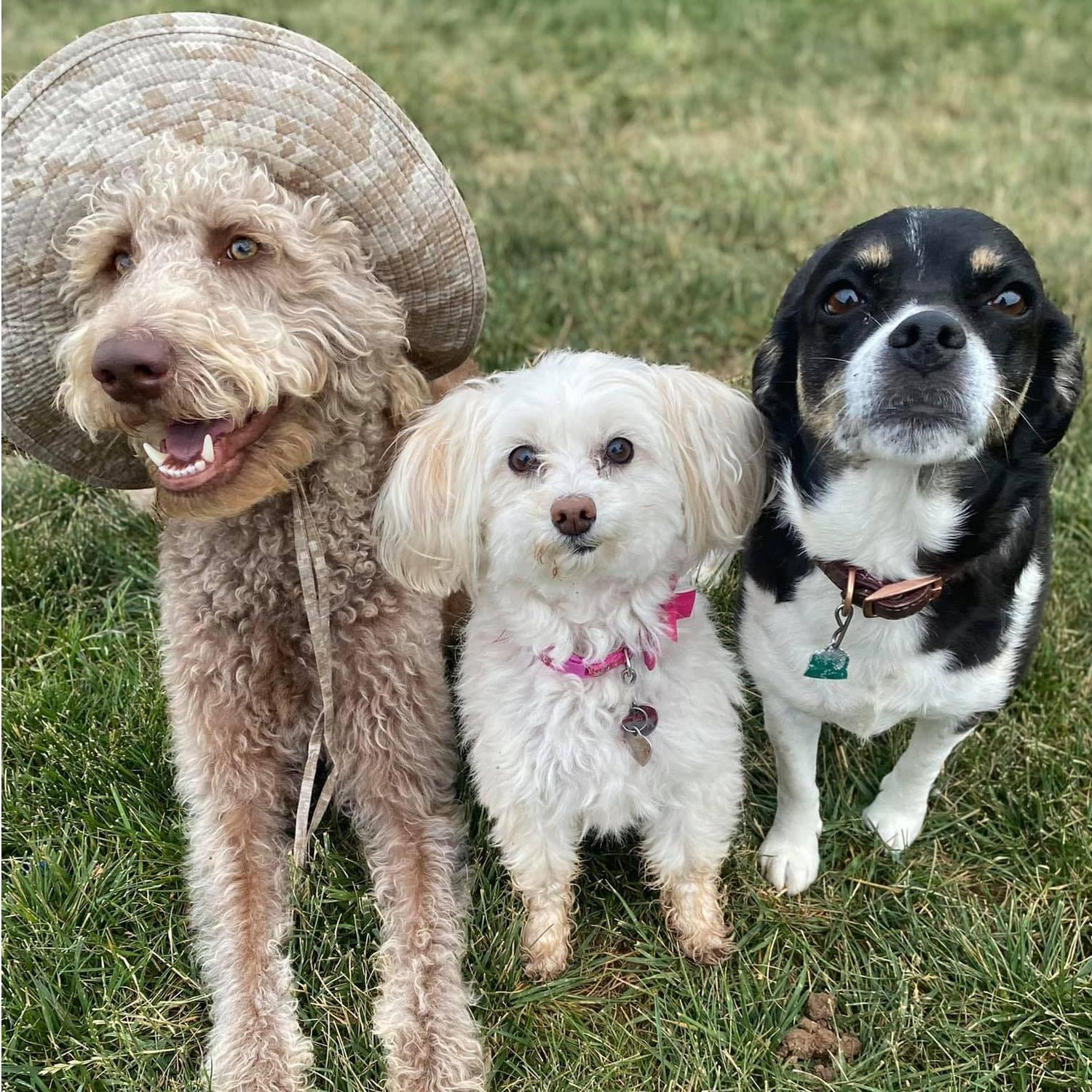 Our dogs, Gunner, Missy, and Zoey.