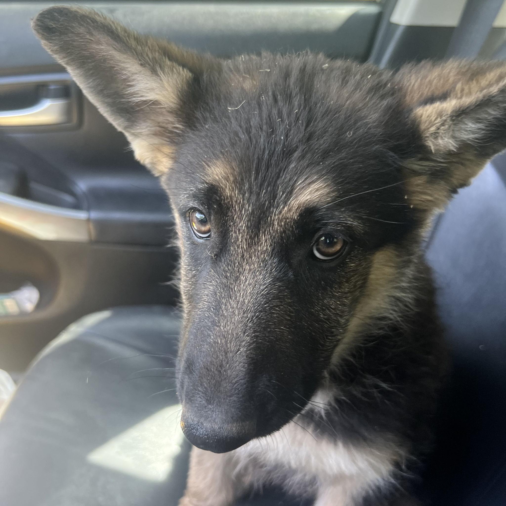 4/16/24: Nate picks up Artemis and adopts her from her old family and our secondborn enters the picture!