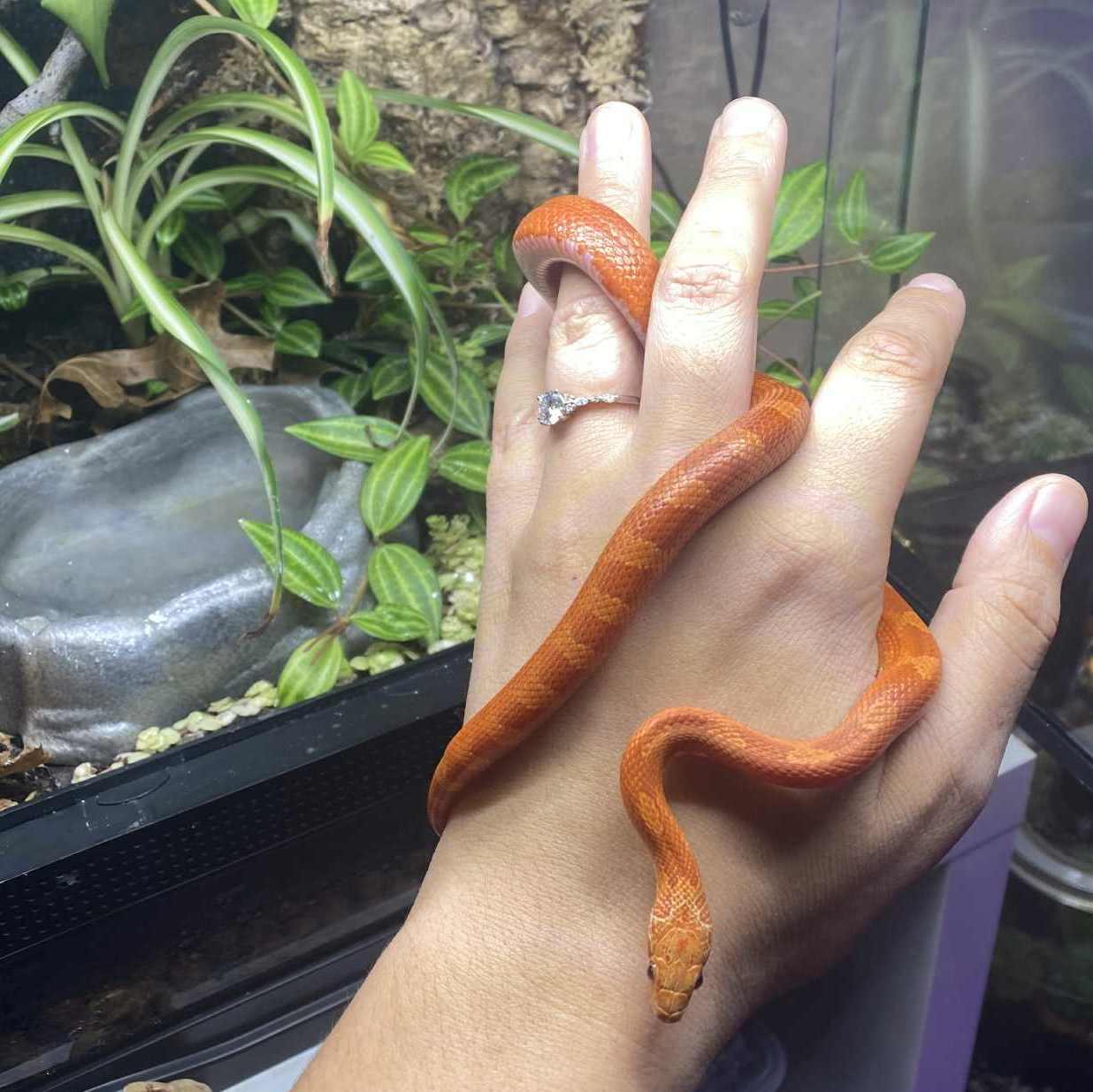 Our newest pet! A cornsnake named Billy.