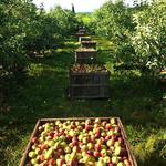 Visit one of the many orchards around South Glastonbury