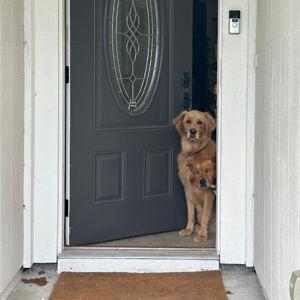 Pet-sitter For Our Honeymoon