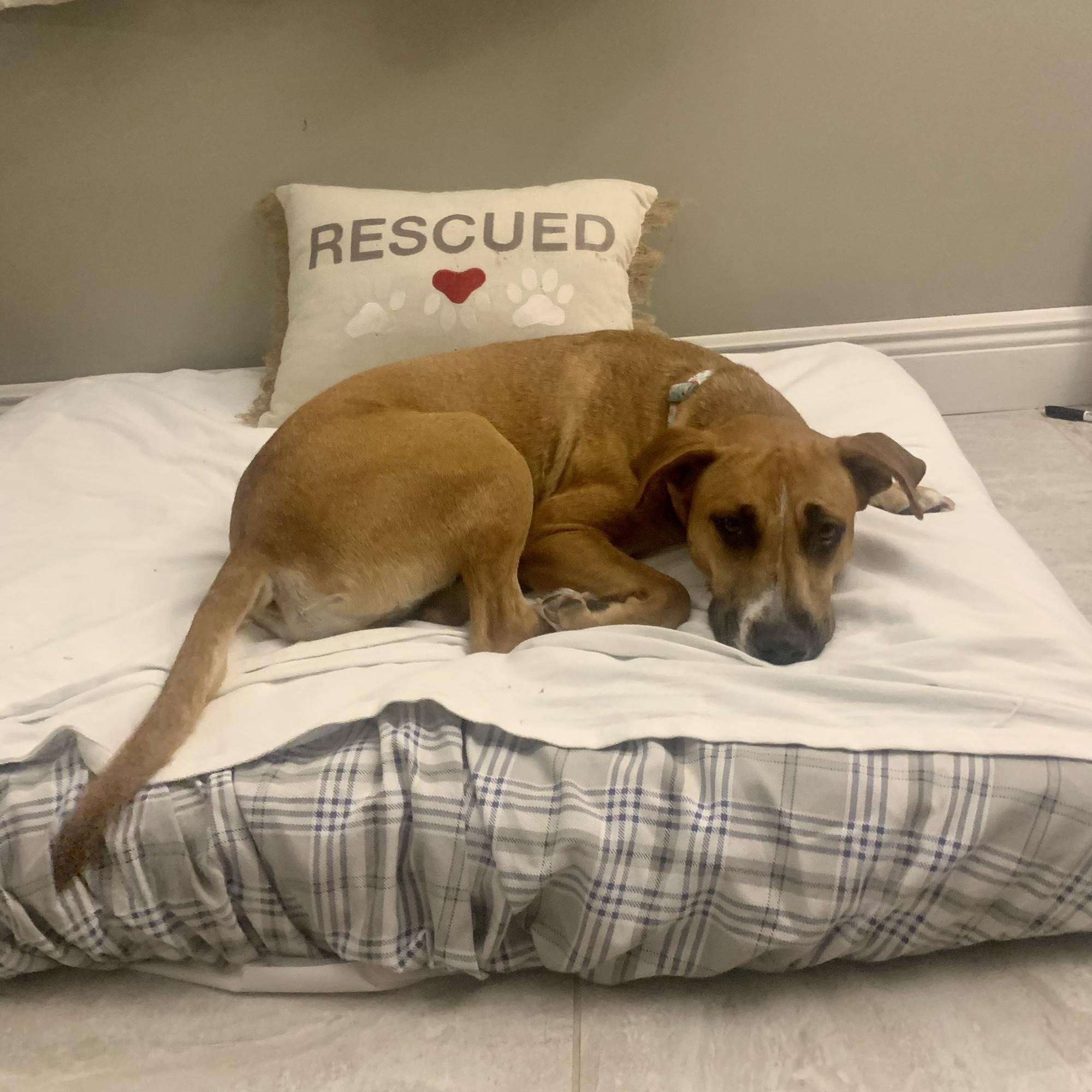 The day after Nick and Taylor's wedding, Nadine and Evan rescued Maya. They learned about Maya after one of her puppies was brought to the welcome party by a bridesmaid. 

March 2021
